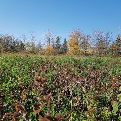 Investment Land Plot near Tbilisi International Airport-3